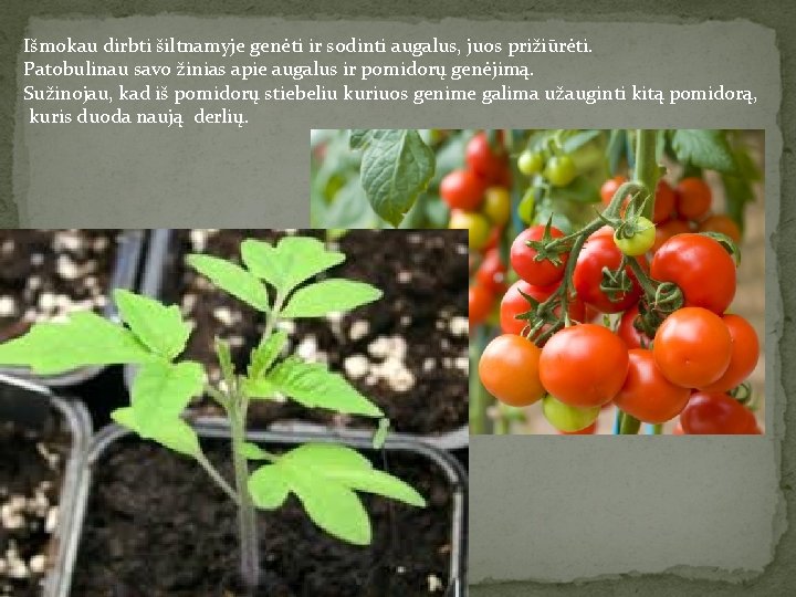 Išmokau dirbti šiltnamyje genėti ir sodinti augalus, juos prižiūrėti. Patobulinau savo žinias apie augalus