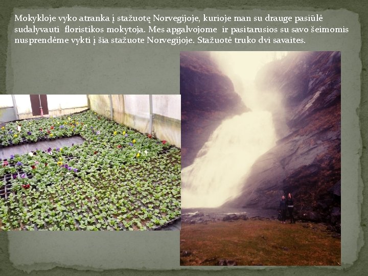 Mokykloje vyko atranka į stažuotę Norvegijoje, kurioje man su drauge pasiūlė sudalyvauti floristikos mokytoja.