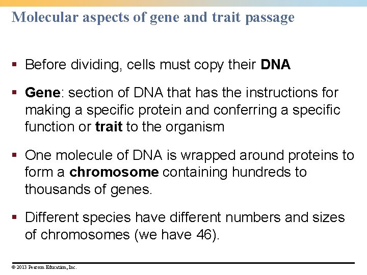 Molecular aspects of gene and trait passage § Before dividing, cells must copy their Molecular aspects of gene and trait passage § Before dividing, cells must copy their
