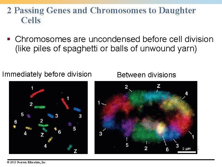 2 Passing Genes and Chromosomes to Daughter Cells § Chromosomes are uncondensed before cell 2 Passing Genes and Chromosomes to Daughter Cells § Chromosomes are uncondensed before cell