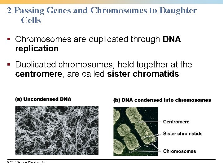 2 Passing Genes and Chromosomes to Daughter Cells § Chromosomes are duplicated through DNA 2 Passing Genes and Chromosomes to Daughter Cells § Chromosomes are duplicated through DNA