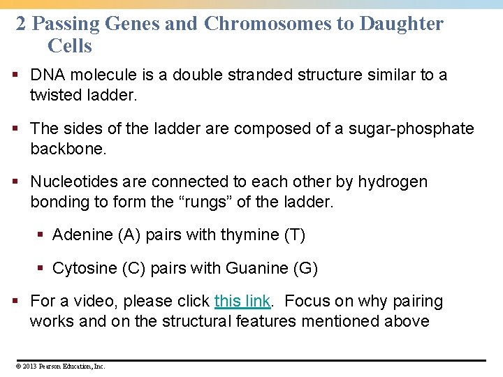 2 Passing Genes and Chromosomes to Daughter Cells § DNA molecule is a double 2 Passing Genes and Chromosomes to Daughter Cells § DNA molecule is a double