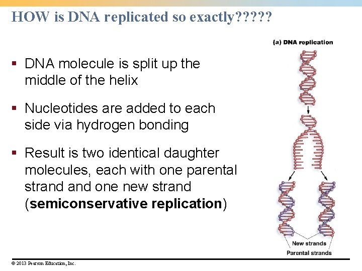 HOW is DNA replicated so exactly? ? ? § DNA molecule is split up HOW is DNA replicated so exactly? ? ? § DNA molecule is split up