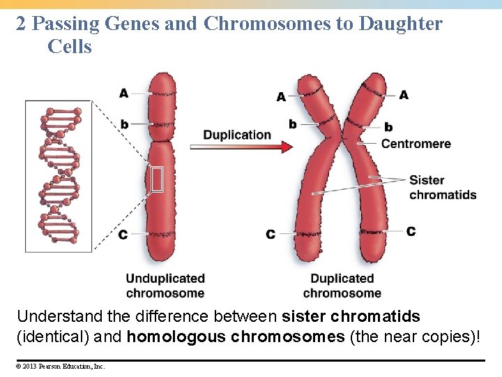 2 Passing Genes and Chromosomes to Daughter Cells Understand the difference between sister chromatids 2 Passing Genes and Chromosomes to Daughter Cells Understand the difference between sister chromatids