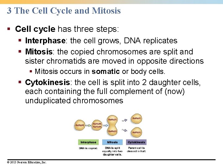 3 The Cell Cycle and Mitosis § Cell cycle has three steps: § Interphase: 3 The Cell Cycle and Mitosis § Cell cycle has three steps: § Interphase: