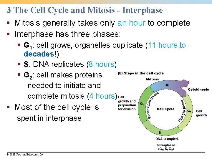 3 The Cell Cycle and Mitosis - Interphase § Mitosis generally takes only an 3 The Cell Cycle and Mitosis - Interphase § Mitosis generally takes only an
