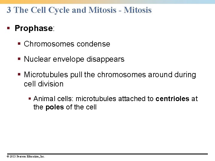 3 The Cell Cycle and Mitosis - Mitosis § Prophase: § Chromosomes condense § 3 The Cell Cycle and Mitosis - Mitosis § Prophase: § Chromosomes condense §