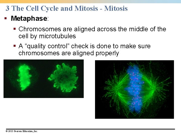3 The Cell Cycle and Mitosis - Mitosis § Metaphase: § Chromosomes are aligned 3 The Cell Cycle and Mitosis - Mitosis § Metaphase: § Chromosomes are aligned