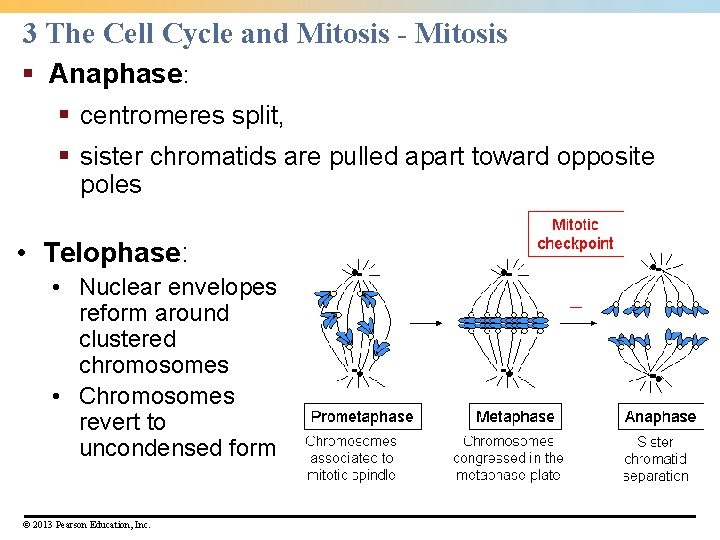3 The Cell Cycle and Mitosis - Mitosis § Anaphase: § centromeres split, § 3 The Cell Cycle and Mitosis - Mitosis § Anaphase: § centromeres split, §