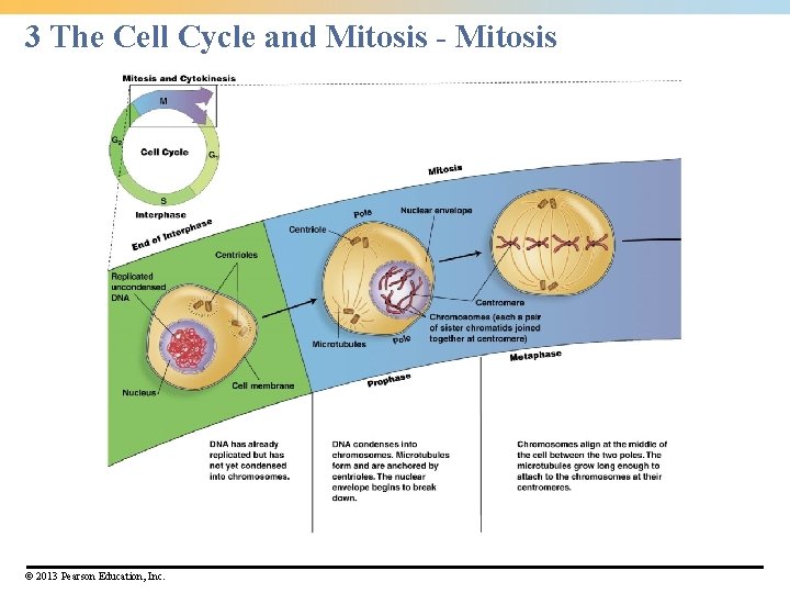 3 The Cell Cycle and Mitosis - Mitosis © 2013 Pearson Education, Inc. 3 The Cell Cycle and Mitosis - Mitosis © 2013 Pearson Education, Inc.