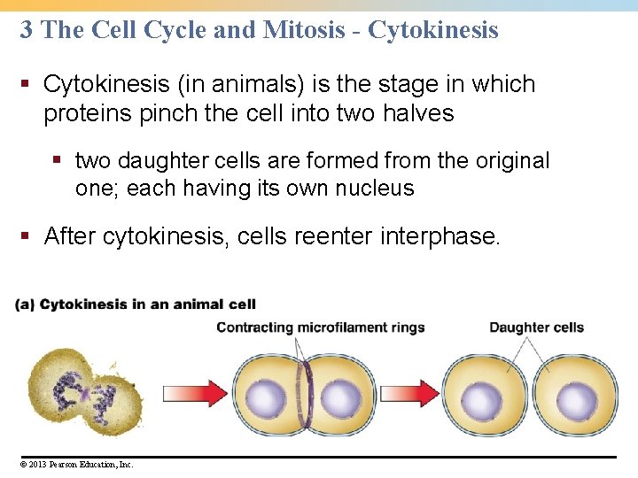 3 The Cell Cycle and Mitosis - Cytokinesis § Cytokinesis (in animals) is the 3 The Cell Cycle and Mitosis - Cytokinesis § Cytokinesis (in animals) is the
