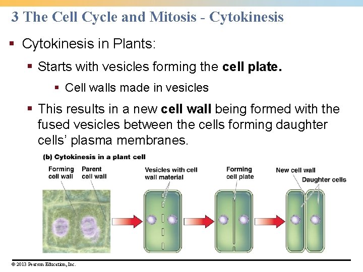 3 The Cell Cycle and Mitosis - Cytokinesis § Cytokinesis in Plants: § Starts 3 The Cell Cycle and Mitosis - Cytokinesis § Cytokinesis in Plants: § Starts