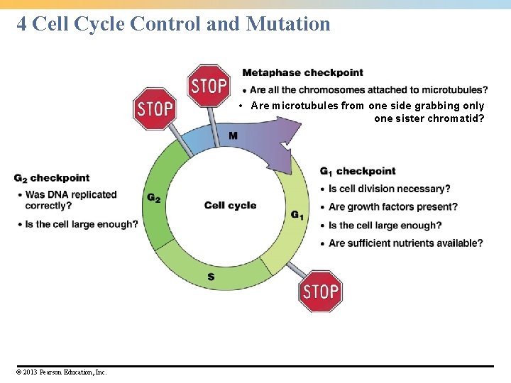 4 Cell Cycle Control and Mutation • Are microtubules from one side grabbing only 4 Cell Cycle Control and Mutation • Are microtubules from one side grabbing only