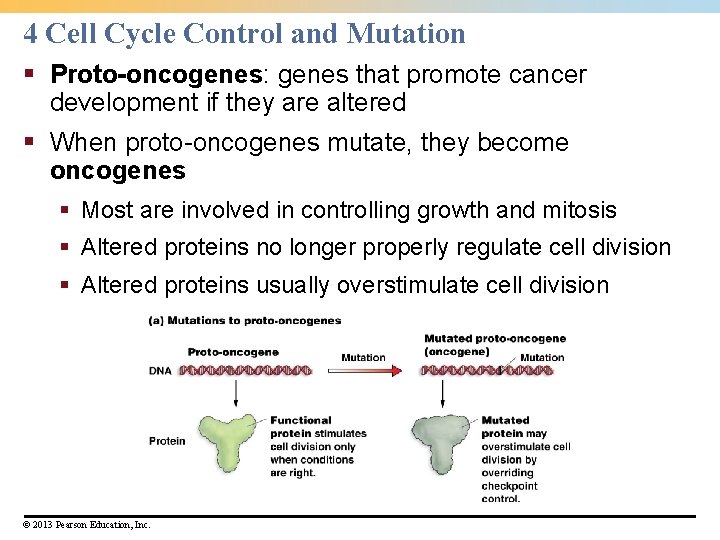 4 Cell Cycle Control and Mutation § Proto-oncogenes: genes that promote cancer development if 4 Cell Cycle Control and Mutation § Proto-oncogenes: genes that promote cancer development if