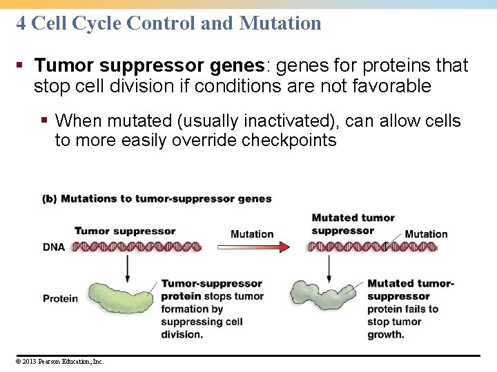 4 Cell Cycle Control and Mutation § Tumor suppressor genes: genes for proteins that 4 Cell Cycle Control and Mutation § Tumor suppressor genes: genes for proteins that