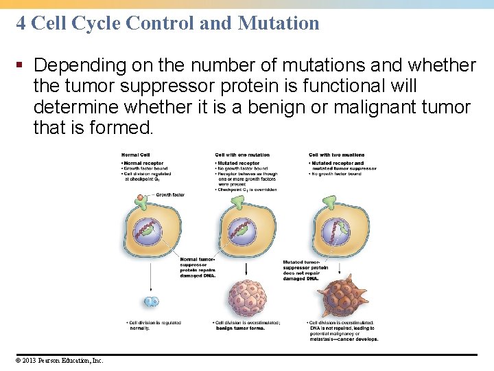 4 Cell Cycle Control and Mutation § Depending on the number of mutations and 4 Cell Cycle Control and Mutation § Depending on the number of mutations and