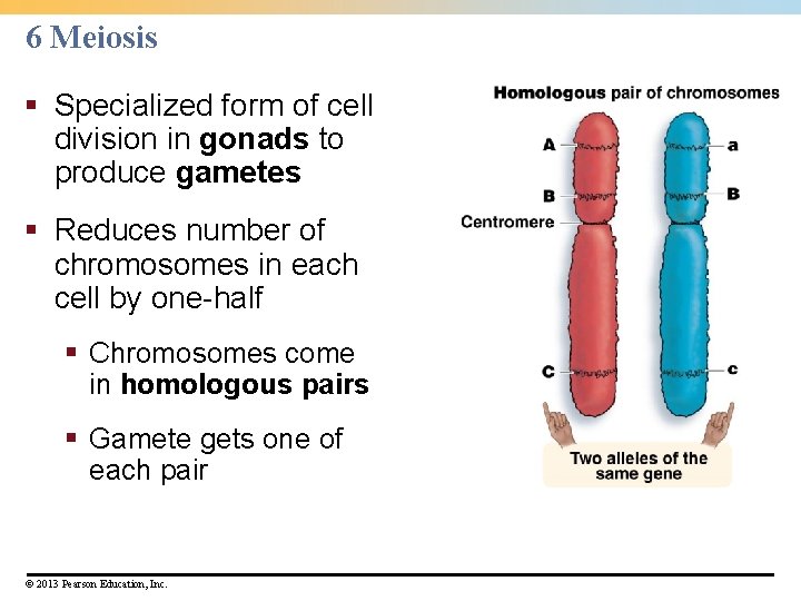 6 Meiosis § Specialized form of cell division in gonads to produce gametes § 6 Meiosis § Specialized form of cell division in gonads to produce gametes §