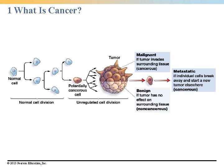 1 What Is Cancer? © 2013 Pearson Education, Inc. 1 What Is Cancer? © 2013 Pearson Education, Inc.