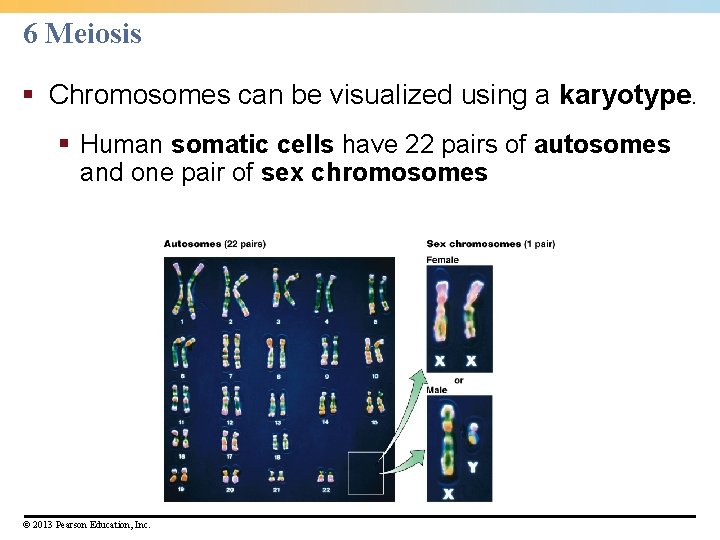 6 Meiosis § Chromosomes can be visualized using a karyotype. § Human somatic cells 6 Meiosis § Chromosomes can be visualized using a karyotype. § Human somatic cells