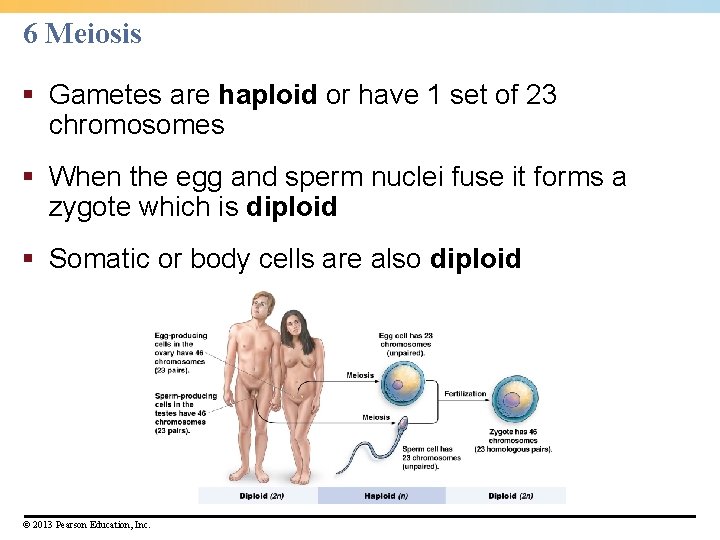 6 Meiosis § Gametes are haploid or have 1 set of 23 chromosomes § 6 Meiosis § Gametes are haploid or have 1 set of 23 chromosomes §