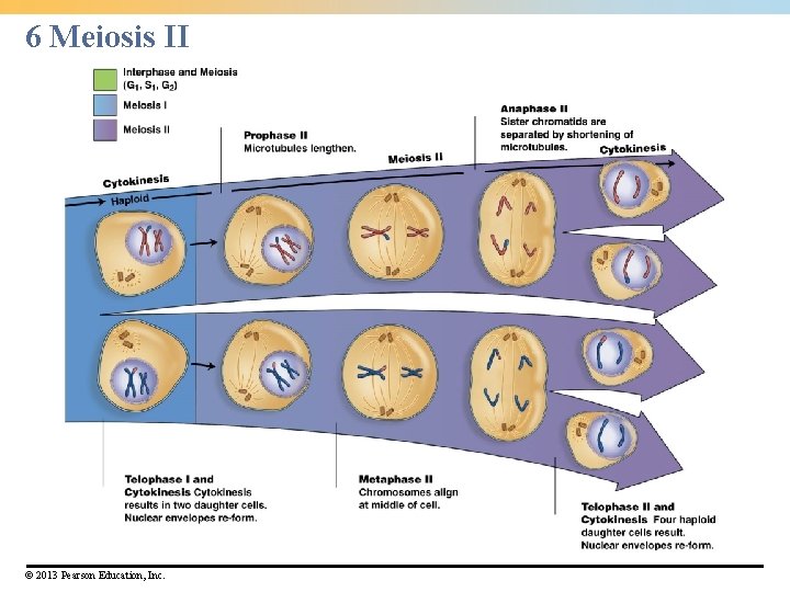 6 Meiosis II © 2013 Pearson Education, Inc. 6 Meiosis II © 2013 Pearson Education, Inc.
