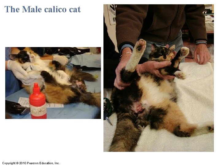 The Male calico cat Copyright © 2010 Pearson Education, Inc. The Male calico cat Copyright © 2010 Pearson Education, Inc.