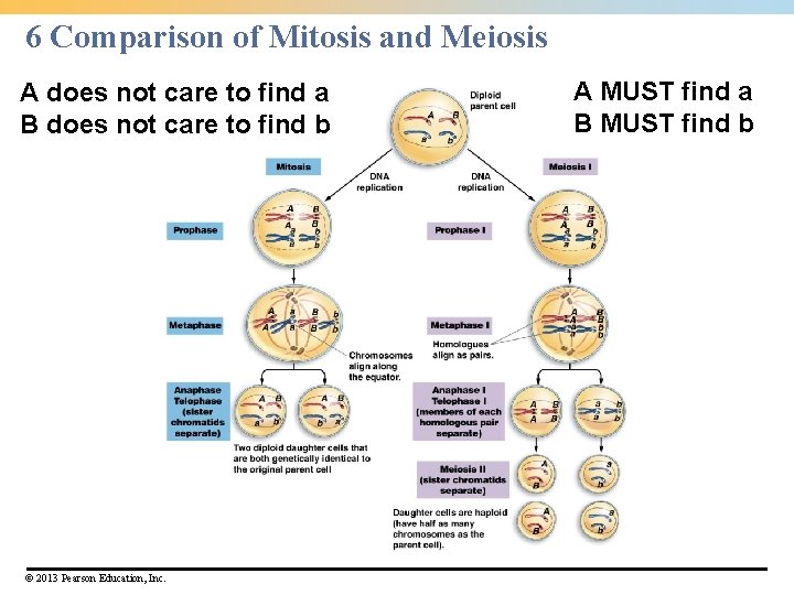 6 Comparison of Mitosis and Meiosis A does not care to find a B 6 Comparison of Mitosis and Meiosis A does not care to find a B