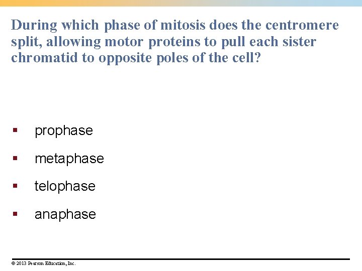 During which phase of mitosis does the centromere split, allowing motor proteins to pull During which phase of mitosis does the centromere split, allowing motor proteins to pull