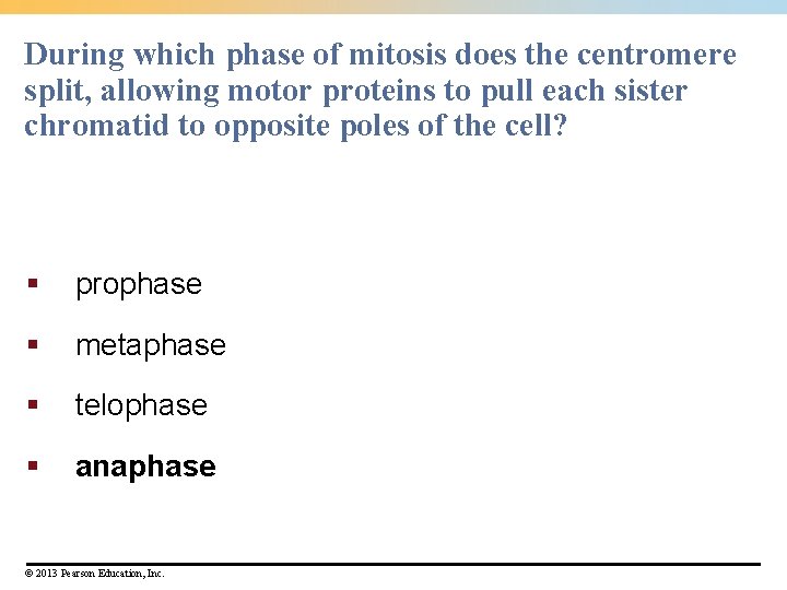 During which phase of mitosis does the centromere split, allowing motor proteins to pull During which phase of mitosis does the centromere split, allowing motor proteins to pull