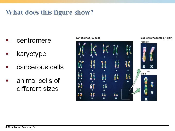 What does this figure show? § centromere § karyotype § cancerous cells § animal What does this figure show? § centromere § karyotype § cancerous cells § animal
