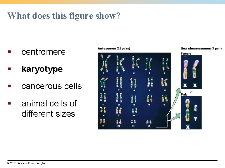 What does this figure show? § centromere § karyotype § cancerous cells § animal What does this figure show? § centromere § karyotype § cancerous cells § animal