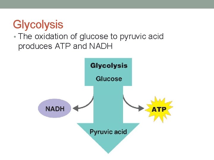 Glycolysis • The oxidation of glucose to pyruvic acid produces ATP and NADH 