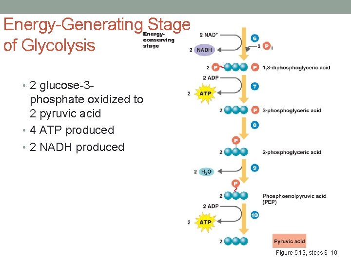 Energy-Generating Stage of Glycolysis • 2 glucose-3 - phosphate oxidized to 2 pyruvic acid