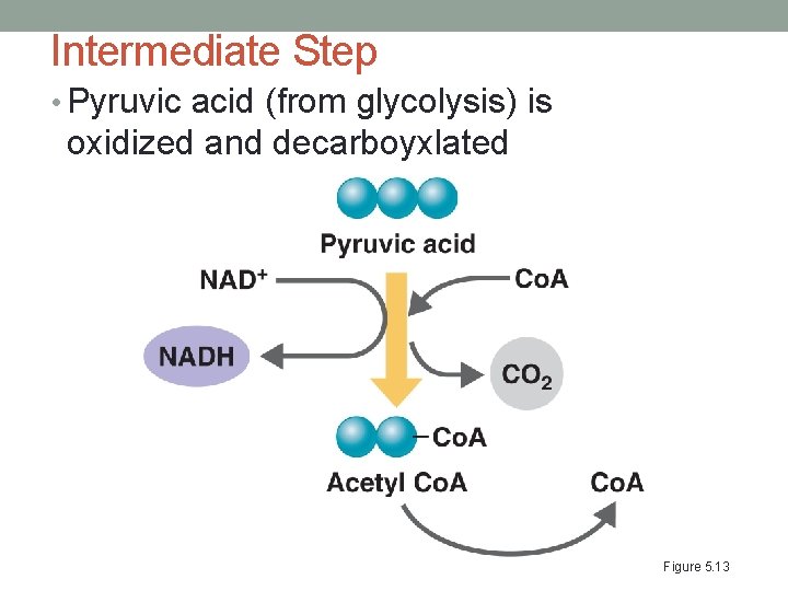 Intermediate Step • Pyruvic acid (from glycolysis) is oxidized and decarboyxlated Figure 5. 13