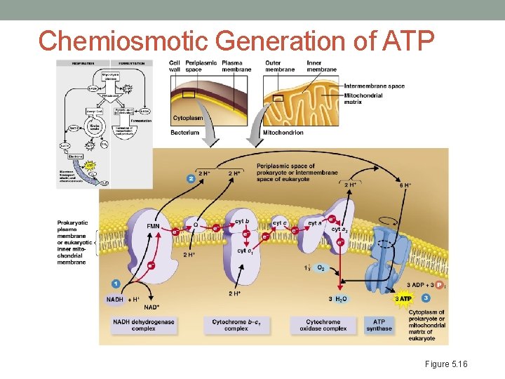 Chemiosmotic Generation of ATP Figure 5. 16 