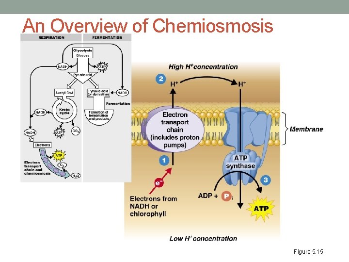 An Overview of Chemiosmosis Figure 5. 15 