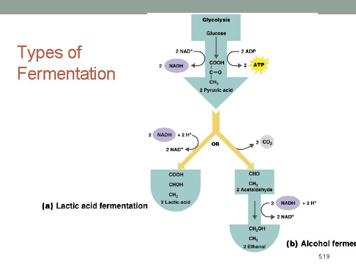 Types of Fermentation Figure 5. 19 