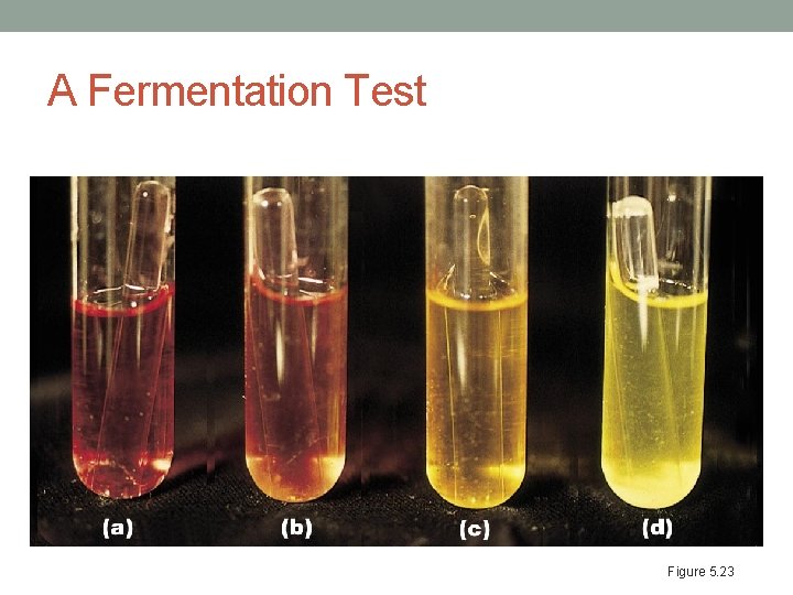 A Fermentation Test Figure 5. 23 