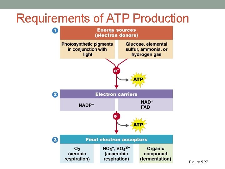 Requirements of ATP Production Figure 5. 27 