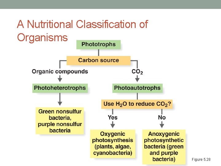 A Nutritional Classification of Organisms Figure 5. 28 