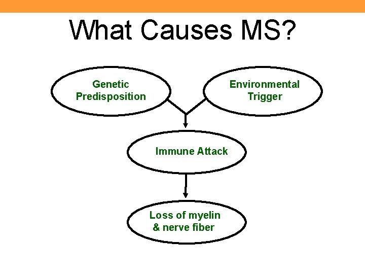 What Causes MS? Genetic Predisposition Environmental Trigger Immune Attack Loss of myelin & nerve