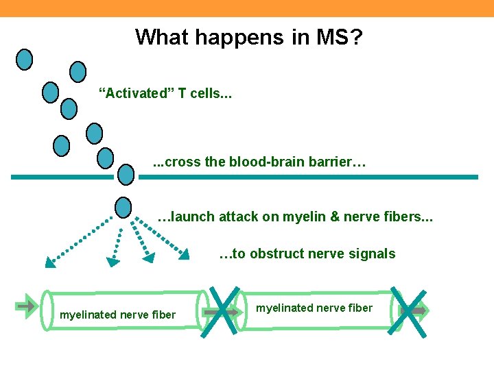 What happens in MS? “Activated” T cells. . . cross the blood-brain barrier… …launch