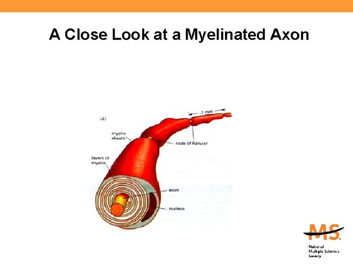 A Close Look at a Myelinated Axon 