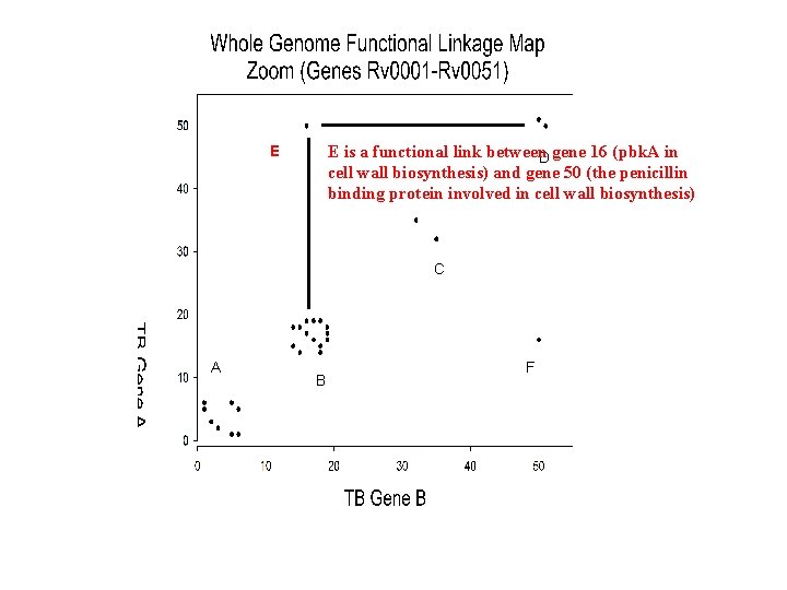 E is a functional link between. D gene 16 (pbk. A in cell wall