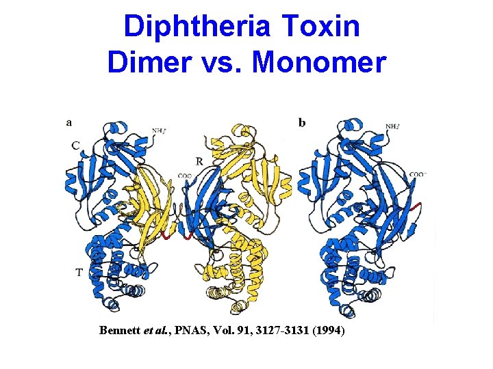 Diphtheria Toxin Dimer vs. Monomer Bennett et al. , PNAS, Vol. 91, 3127 -3131