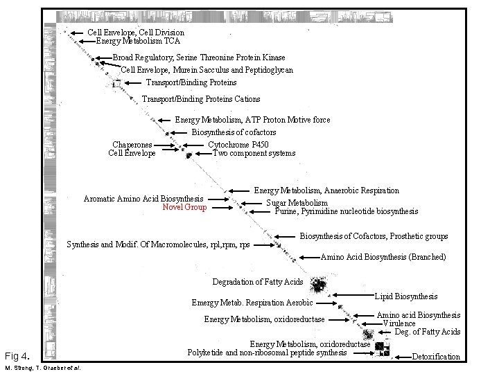 Cell Envelope, Cell Division Energy Metabolism TCA Broad Regulatory, Serine Threonine Protein Kinase Cell