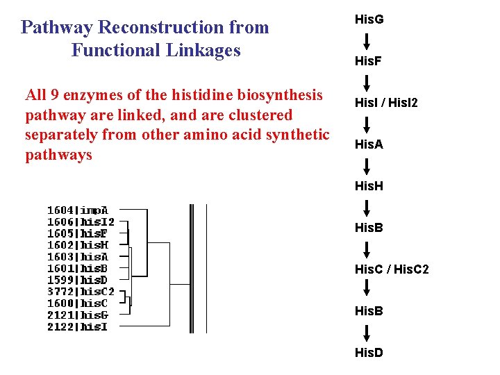 Pathway Reconstruction from Functional Linkages All 9 enzymes of the histidine biosynthesis pathway are