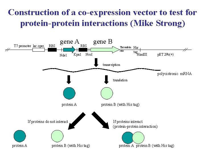 Construction of a co-expression vector to test for protein-protein interactions (Mike Strong) T 7