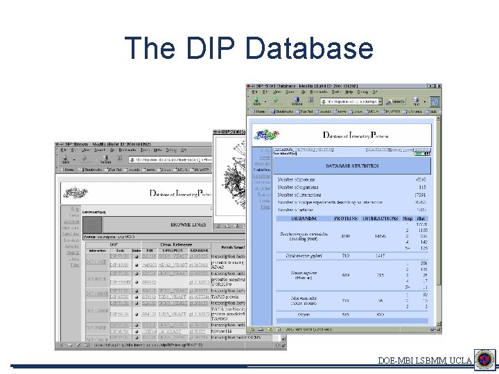 The DIP Database DOE-MBI LSBMM, UCLA 