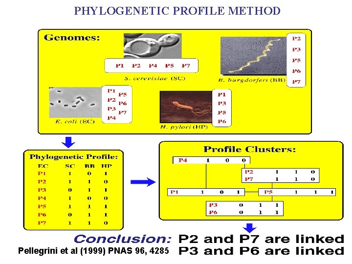 PHYLOGENETIC PROFILE METHOD Pellegrini et al (1999) PNAS 96, 4285 